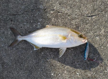 小さいけど爆釣